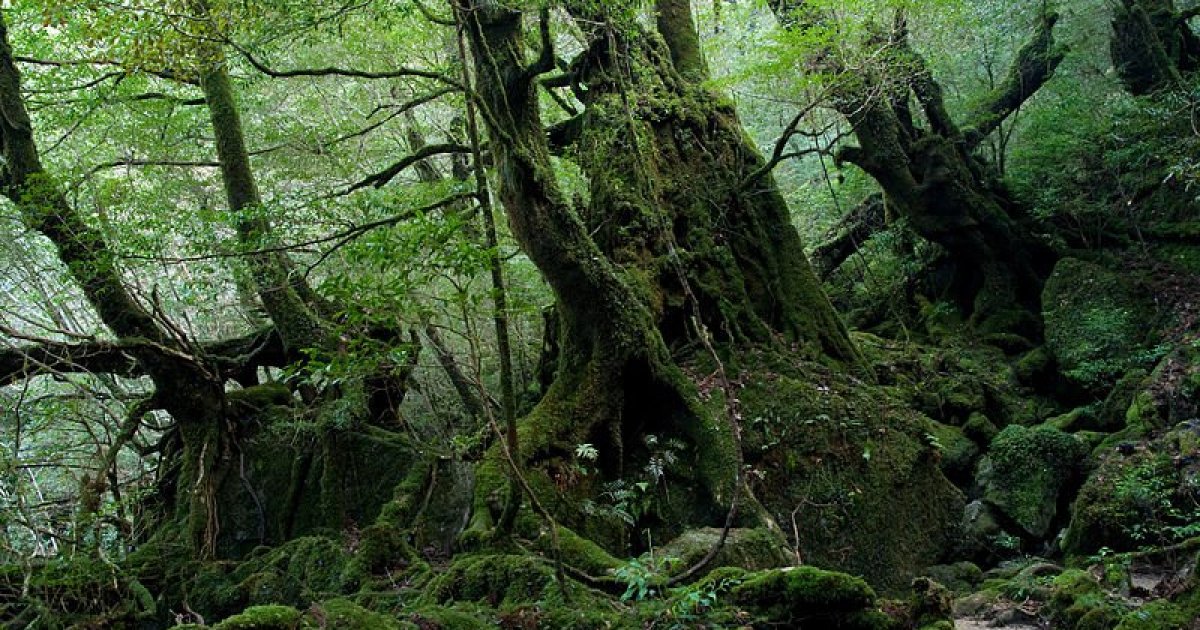 Thung lũng Shiratani Unsuikyo thung-lung-shiratani-unsuikyo